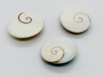 Shiva Eye Shell - Gemstones - Polished